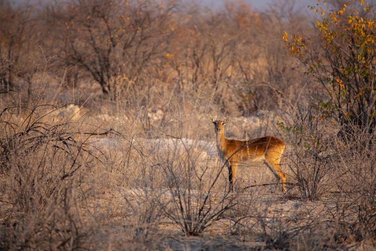 Etosha Trading Post Campsite 奥考奎约 外观 照片